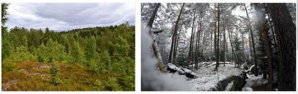 Forestry in Norway 3